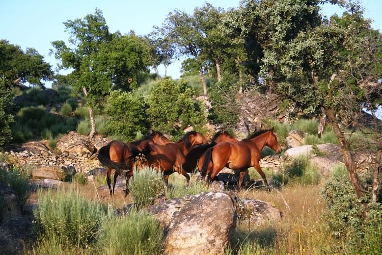 Quinta Lamosa Agroturismo Arcos de Valdevez Eksteriør billede